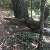 Cool looking downed tree, almost looks like a wolf's head.