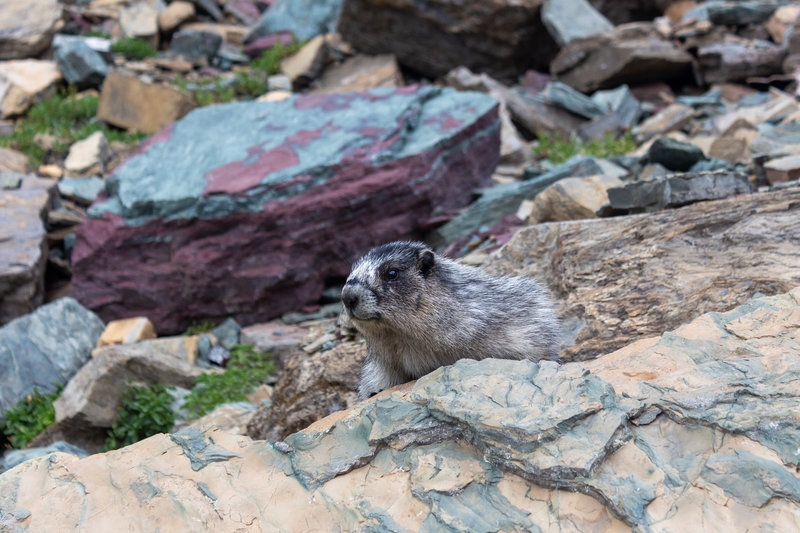 A marmot on Highline Trail