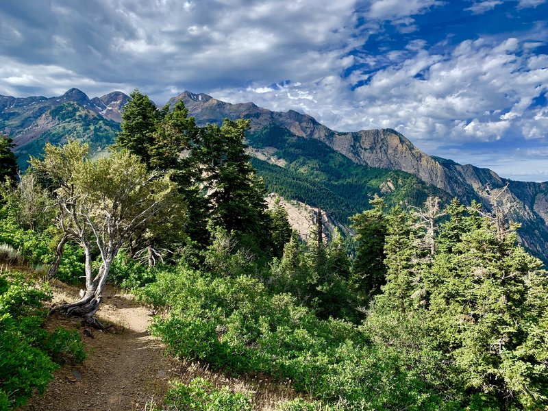 Along Mill B trail