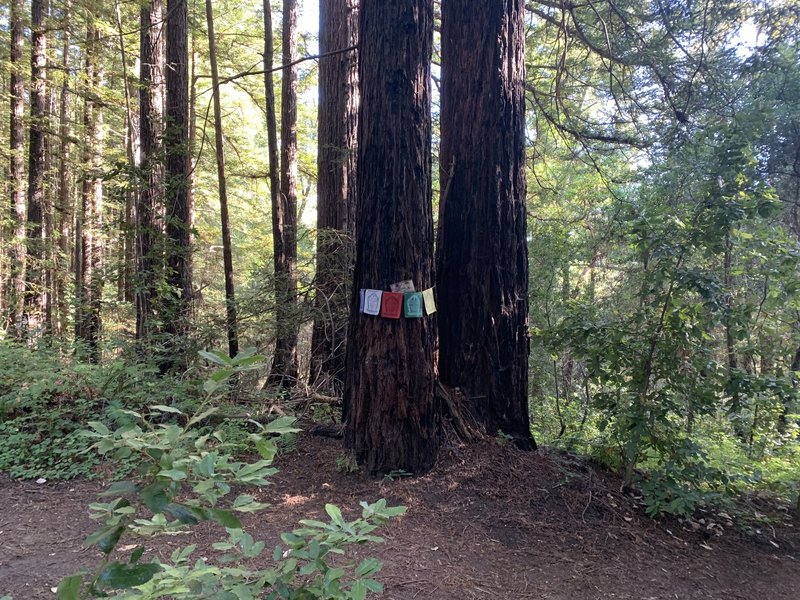 Left or right path of tree with prayer Flags leads back Land of Medicine Buddha