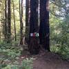 Left or right path of tree with prayer Flags leads back Land of Medicine Buddha