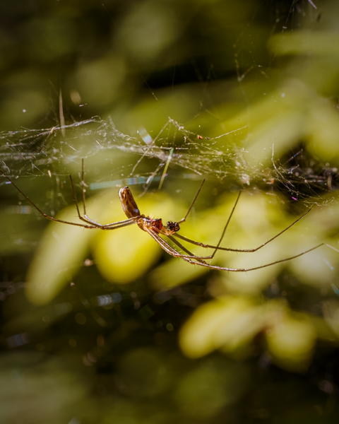 With a break in the chilly weather, smaller creatures are a bit more common