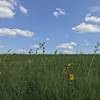 Tallgrass prairie in early August