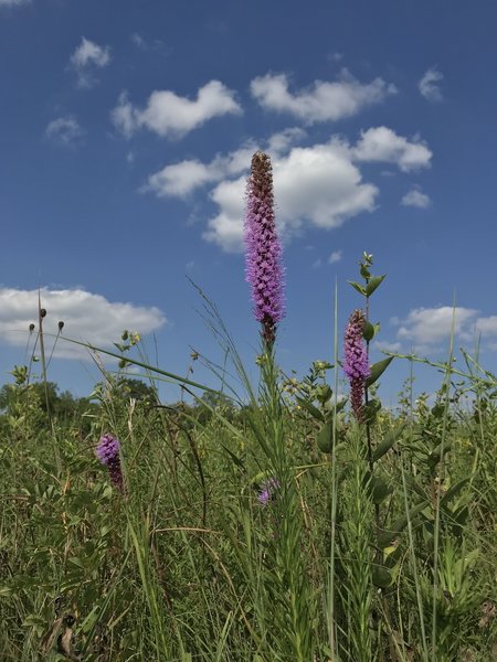 Native flora and fauna, early August.