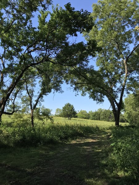 Riparian woodlands