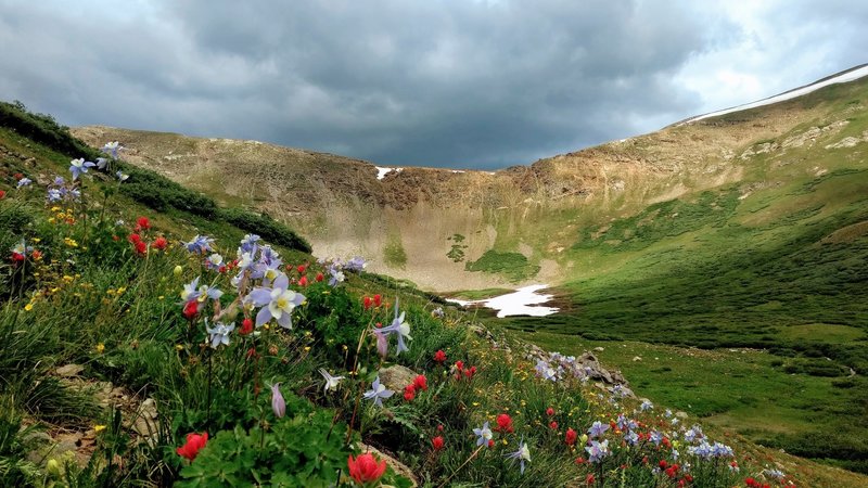 Wildflowers on the final ascent to Shelf Lake