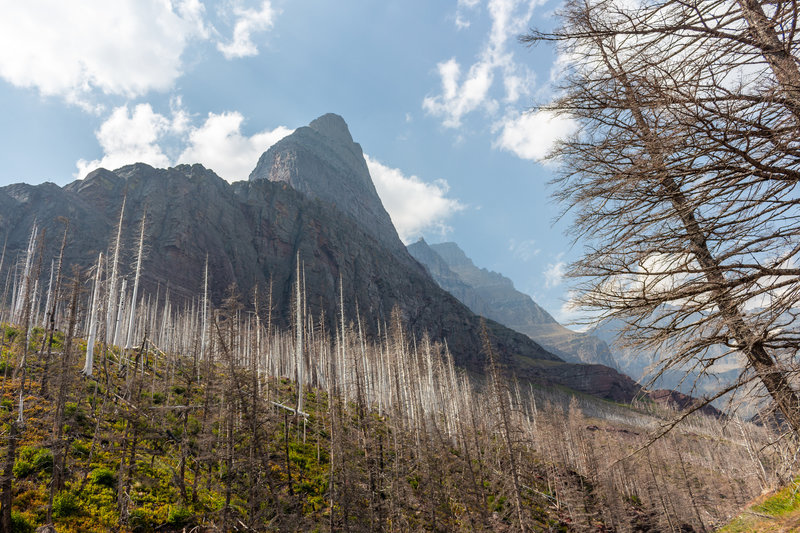 Burned forest below Going-to-the-Sun Mountain.