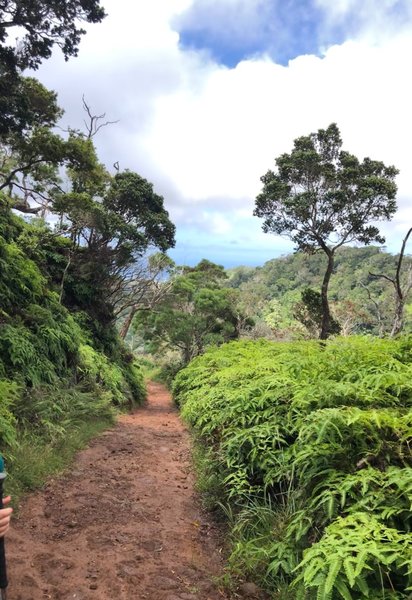 Trail is easy to follow and wide in beginning