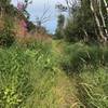 Tall grass covering the trail in places.