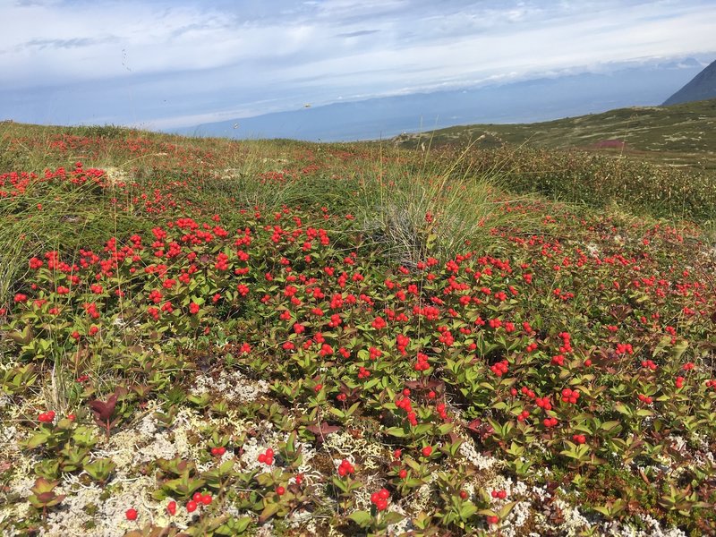 Low bush cranberries turn the ground red.