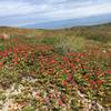 Low bush cranberries turn the ground red.