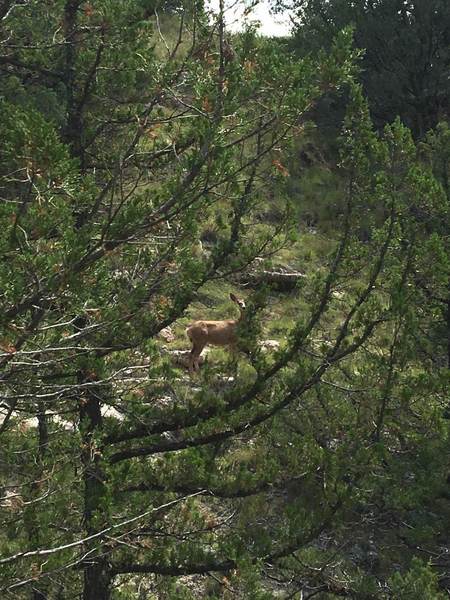 Female deer spotted above Two Pipe