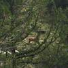 Female deer spotted above Two Pipe