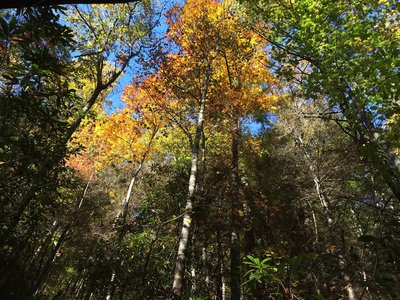 Brilliant colors along Laurel Creek