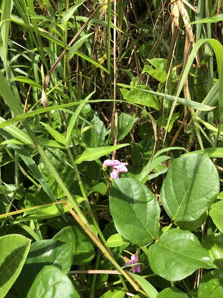 Wild Orchid are abundant along the trail.