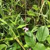 Wild Orchid are abundant along the trail.