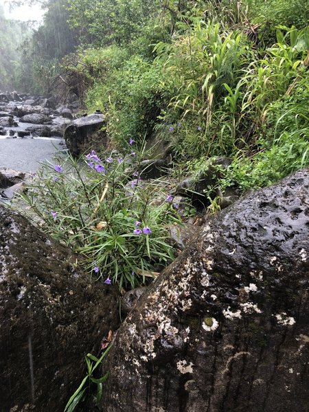 Wild Flowers along stream