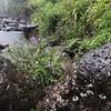 Wild Flowers along stream