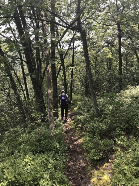 Gorgeous singletrack trail- blueberries in August