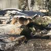 Lots of marmots in the area. They recommend hanging your bag/stuff 2-3ft off the ground to avoid them getting your stuff. They love salt.