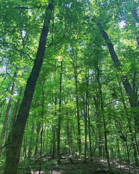 Nicely shaded trail!