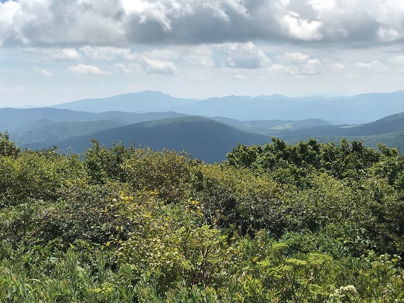 Grandfather Mountain from Elk Knob summit trail