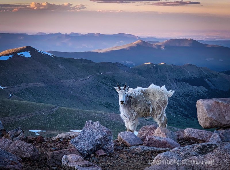 Summit of Mount Evans, 14TH ranked Colorado 14er, elevation 14,264 feet above sea level. (Please keep your distance away from the curious mountain goats for your own safety). Upper left third here, that point, is Longs Peak, 75 miles north.