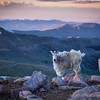 Summit of Mount Evans, 14TH ranked Colorado 14er, elevation 14,264 feet above sea level. (Please keep your distance away from the curious mountain goats for your own safety). Upper left third here, that point, is Longs Peak, 75 miles north.