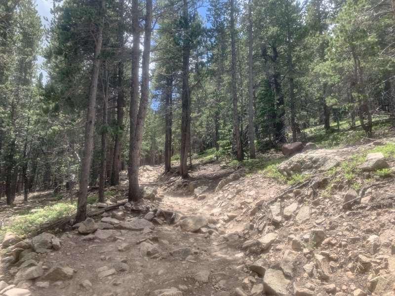 Longs Peak Trail, 10,000 feet.