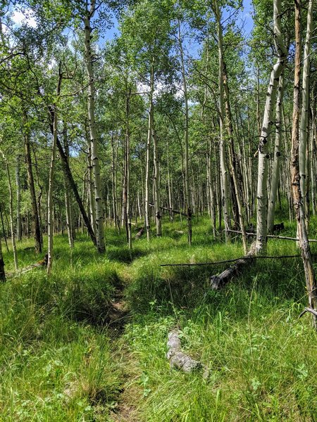 A beautiful, remote section of climbing through aspen groves greets you for the last major ascent of the route after mile 22. The remoteness is reflected in the trail being nearly swallowed up by the surrounding vegetation.