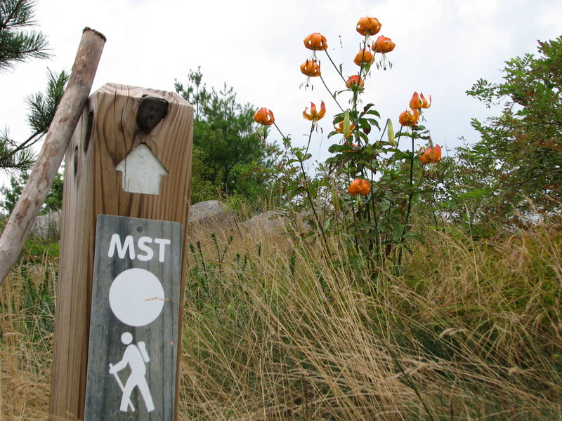 Mountain to Sea Trail Alligator Back Blue Ridge Parkway 1152