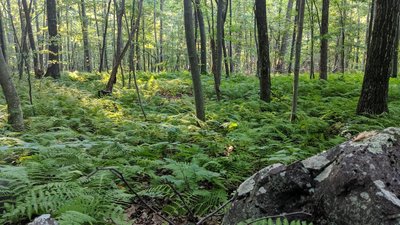 Forest Ferns can be found almost everywhere in this section of Blue Mountain Trail