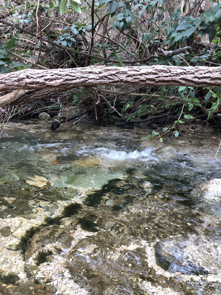 Laurel Oaks Creek runs alongside and across the trail in several places. Great spot to sit with a cup of coffee and hang with your dog.