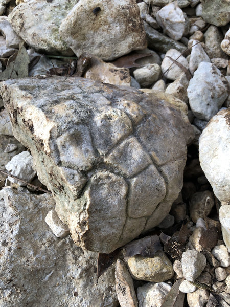 Look carefully near Laurel Oaks Creek and you may find interesting fossils.