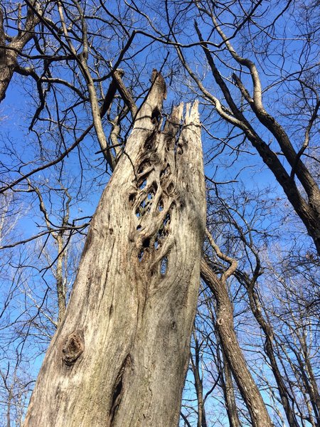 An old sentry on top of Scroggins Knob