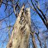 An old sentry on top of Scroggins Knob