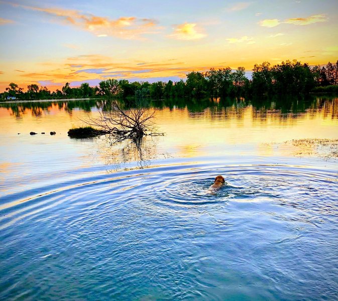 Early Morning Swim