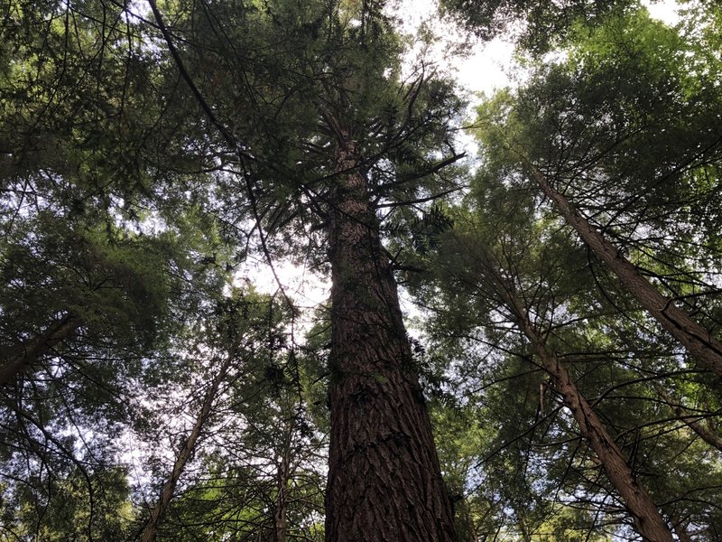 Ancient Hemlock Trees