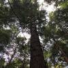 Ancient Hemlock Trees