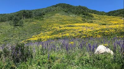Hillside Flowers