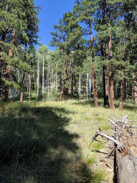 Aspen and ponderosa forest