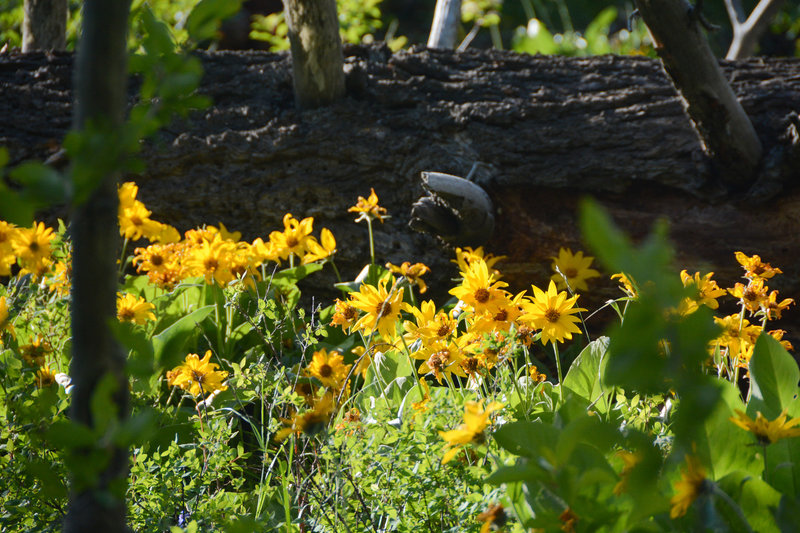 Balsamroot flowers cover much of the lower fields in early summer