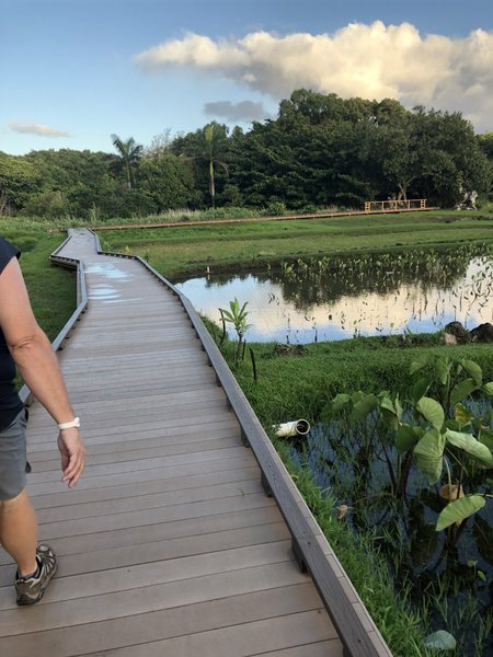 Boardwalk opened Jun 2019 to create path from the new parking lot to Kee Beach and start of trail