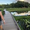 Boardwalk opened Jun 2019 to create path from the new parking lot to Kee Beach and start of trail