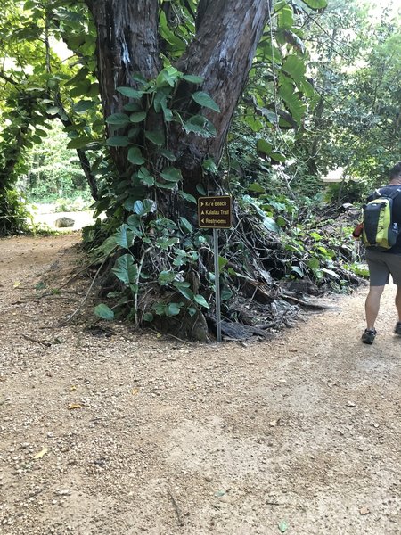 Path to trail and Kee Beach from parking lot; newly opened in June 2019