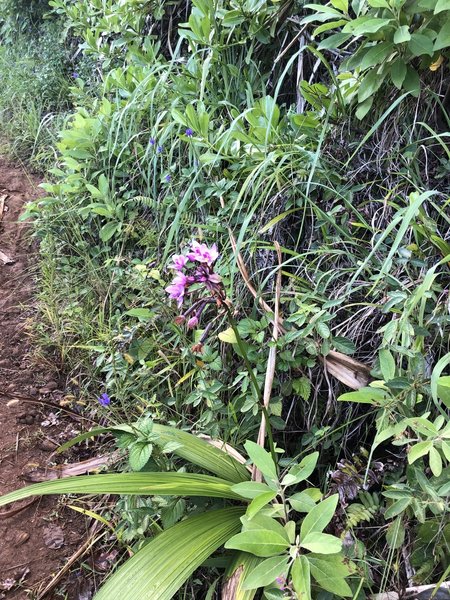 Wild Orchids along the trail