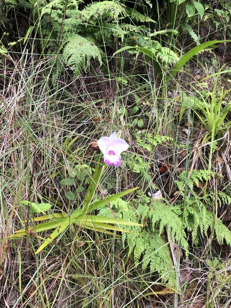 Wild orchid on the trail