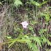 Wild orchid on the trail