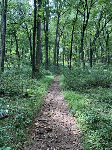 Typical section of narrower trail