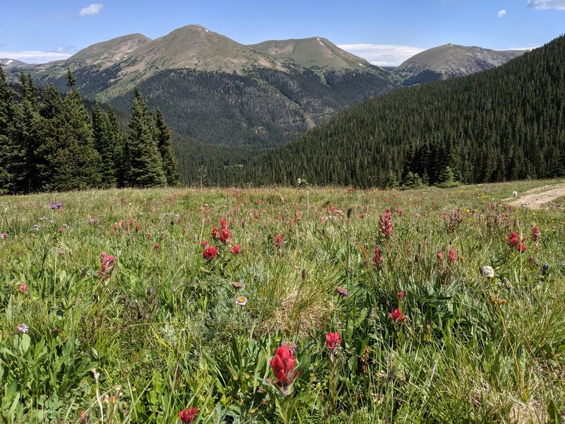 Red paintbrush along the trail above the treeline